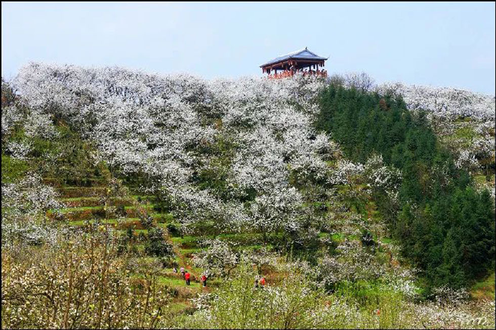 【春天，广西桂林灌阳县向您发出邀请！】我们在灌阳看梨花 - 游山玩水 - 遂宁生活社区 - 遂宁28生活网 suining.28life.net