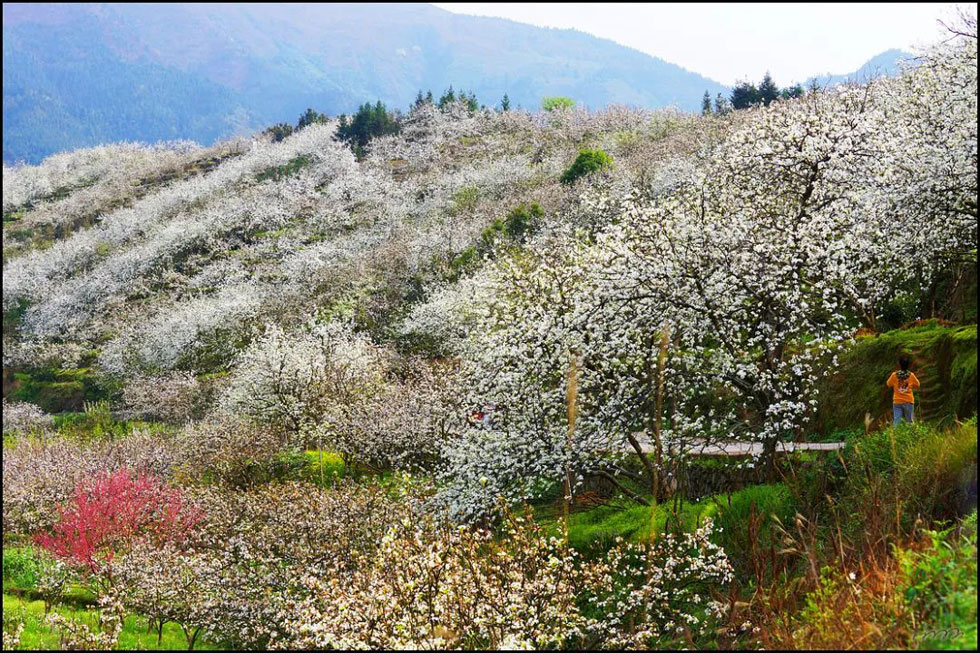【春天，广西桂林灌阳县向您发出邀请！】我们在灌阳看梨花 - 游山玩水 - 遂宁生活社区 - 遂宁28生活网 suining.28life.net