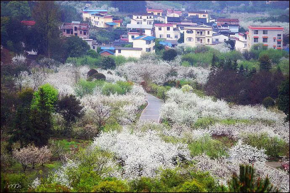 【春天，广西桂林灌阳县向您发出邀请！】我们在灌阳看梨花 - 游山玩水 - 遂宁生活社区 - 遂宁28生活网 suining.28life.net