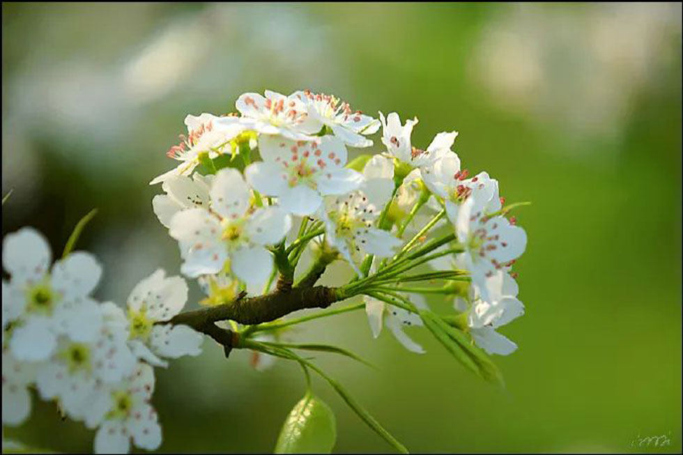 【春天，广西桂林灌阳县向您发出邀请！】我们在灌阳看梨花 - 游山玩水 - 遂宁生活社区 - 遂宁28生活网 suining.28life.net
