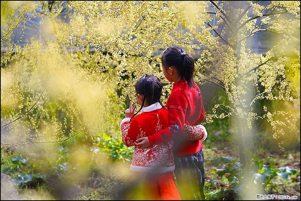 【春天，广西桂林灌阳县向您发出邀请！】米珠山前有片山苍子花在飘香 - 游山玩水 - 遂宁生活社区 - 遂宁28生活网 suining.28life.net