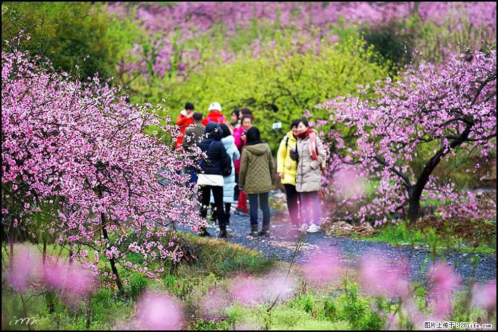 【春天，广西桂林灌阳县向您发出邀请！】官庄村有个醉美的桃花园 - 游山玩水 - 遂宁生活社区 - 遂宁28生活网 suining.28life.net