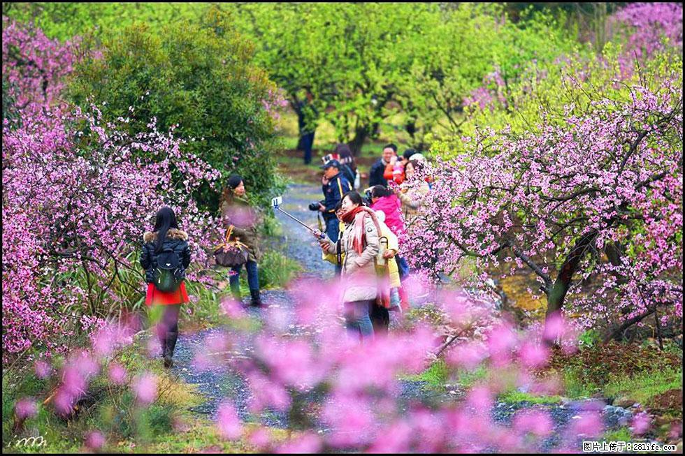 【春天，广西桂林灌阳县向您发出邀请！】官庄村有个醉美的桃花园 - 游山玩水 - 遂宁生活社区 - 遂宁28生活网 suining.28life.net