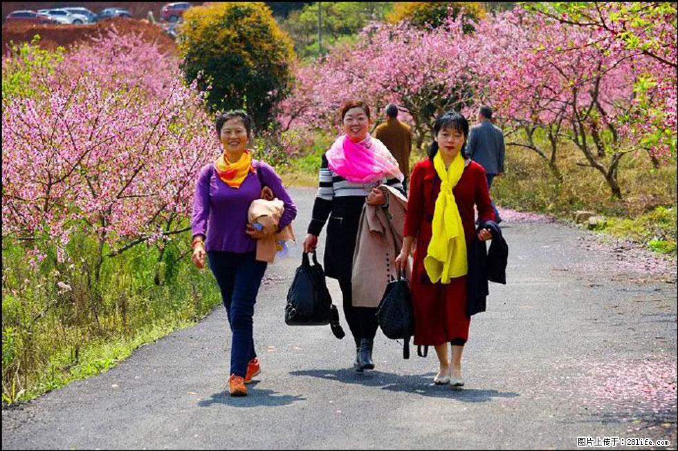 【春天，广西桂林灌阳县向您发出邀请！】官庄村有个醉美的桃花园 - 游山玩水 - 遂宁生活社区 - 遂宁28生活网 suining.28life.net
