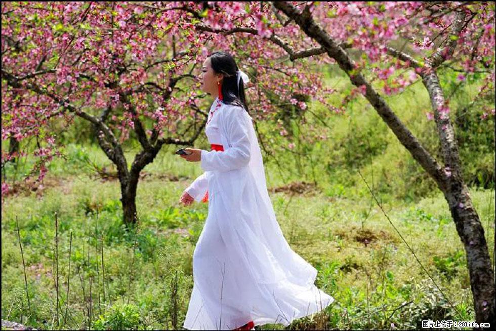 【春天，广西桂林灌阳县向您发出邀请！】官庄村有个醉美的桃花园 - 游山玩水 - 遂宁生活社区 - 遂宁28生活网 suining.28life.net