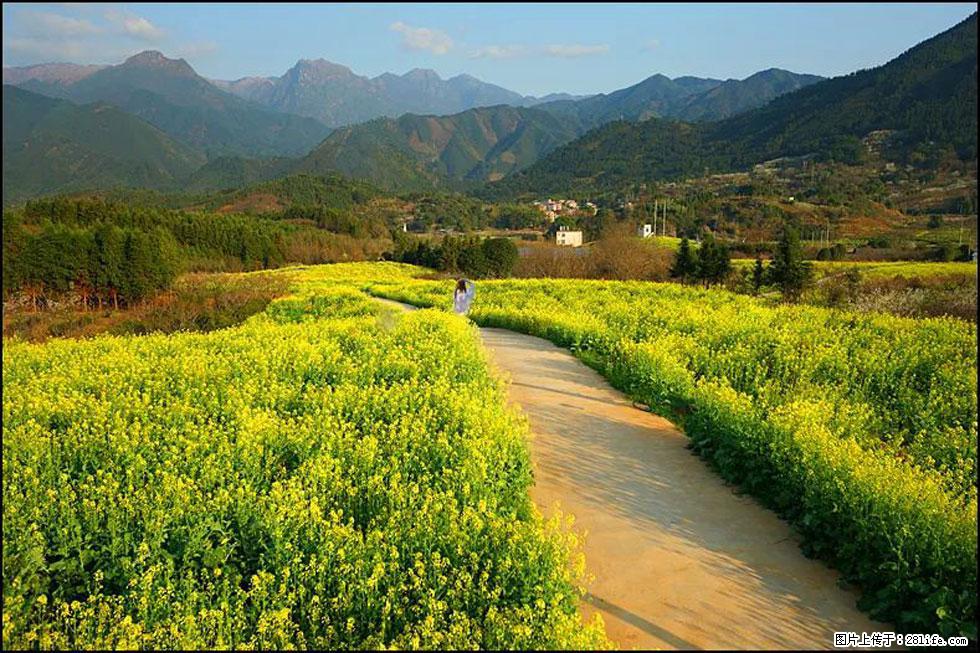 【春天,广西桂林灌阳县向您发出邀请!】长坪村油菜盛情花开 - 游山玩水 - 遂宁生活社区 - 遂宁28生活网 suining.28life.net