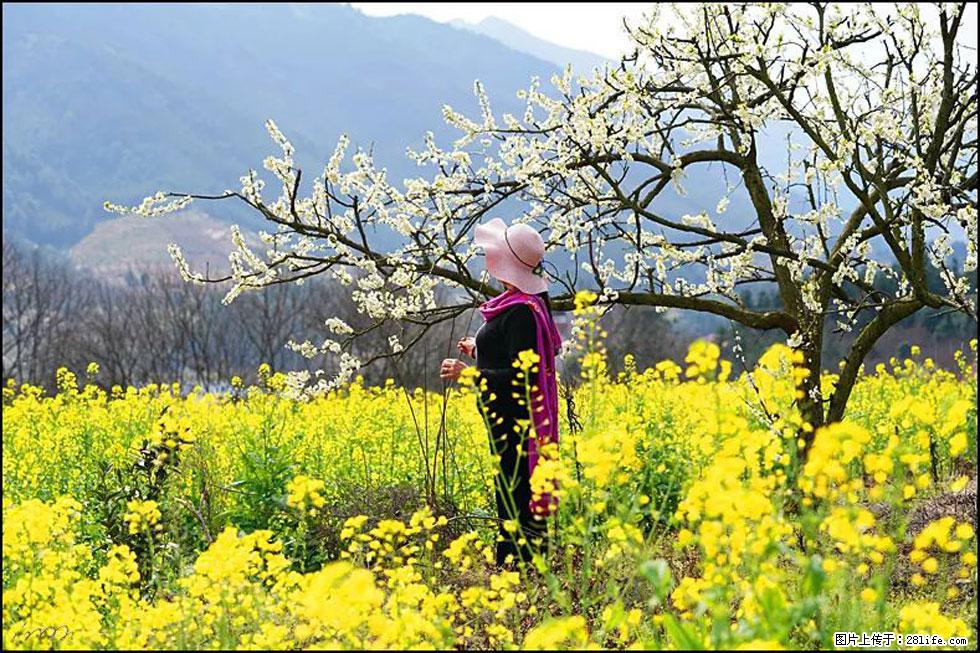 【春天,广西桂林灌阳县向您发出邀请!】长坪村油菜盛情花开 - 游山玩水 - 遂宁生活社区 - 遂宁28生活网 suining.28life.net