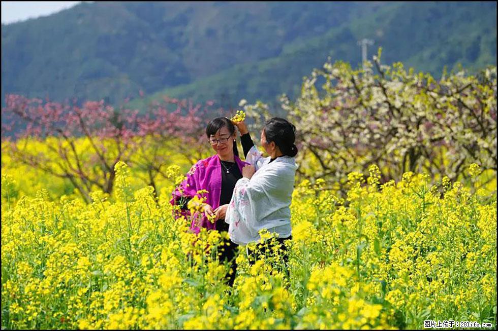 【春天,广西桂林灌阳县向您发出邀请!】长坪村油菜盛情花开 - 游山玩水 - 遂宁生活社区 - 遂宁28生活网 suining.28life.net