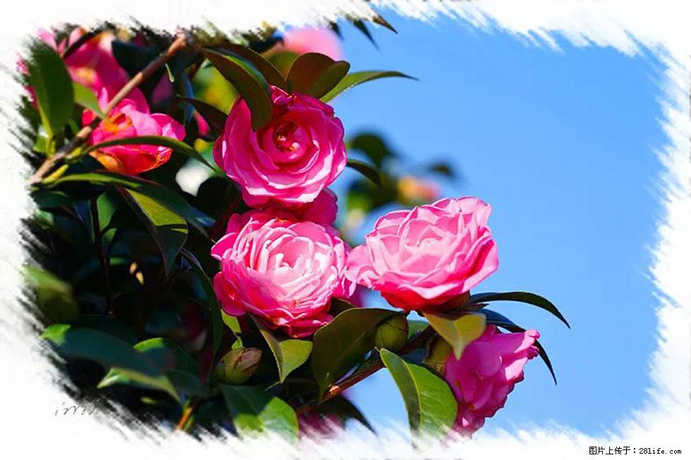 【春天，广西桂林灌阳县向您发出邀请！】杨柳井茶花惹人爱 - 游山玩水 - 遂宁生活社区 - 遂宁28生活网 suining.28life.net