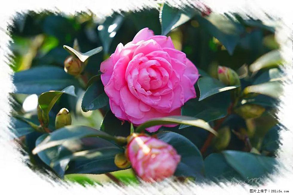 【春天，广西桂林灌阳县向您发出邀请！】杨柳井茶花惹人爱 - 游山玩水 - 遂宁生活社区 - 遂宁28生活网 suining.28life.net
