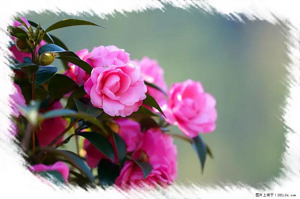 【春天，广西桂林灌阳县向您发出邀请！】杨柳井茶花惹人爱 - 游山玩水 - 遂宁生活社区 - 遂宁28生活网 suining.28life.net