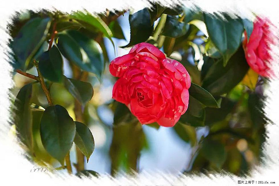 【春天，广西桂林灌阳县向您发出邀请！】杨柳井茶花惹人爱 - 游山玩水 - 遂宁生活社区 - 遂宁28生活网 suining.28life.net
