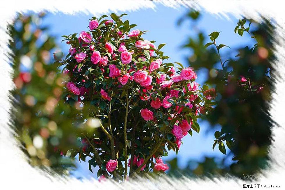 【春天，广西桂林灌阳县向您发出邀请！】杨柳井茶花惹人爱 - 游山玩水 - 遂宁生活社区 - 遂宁28生活网 suining.28life.net