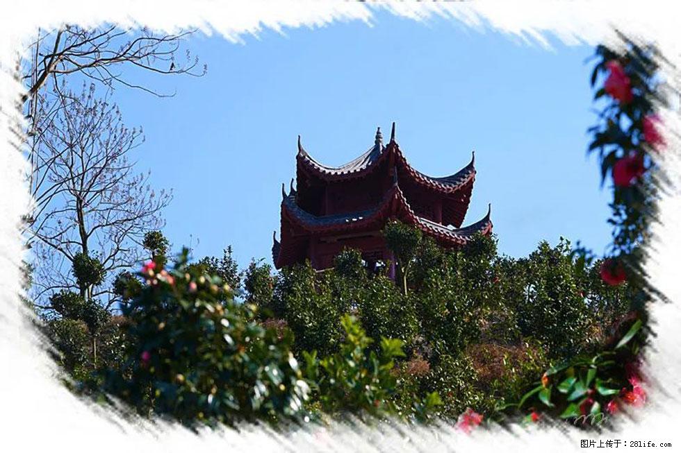 【春天，广西桂林灌阳县向您发出邀请！】杨柳井茶花惹人爱 - 游山玩水 - 遂宁生活社区 - 遂宁28生活网 suining.28life.net
