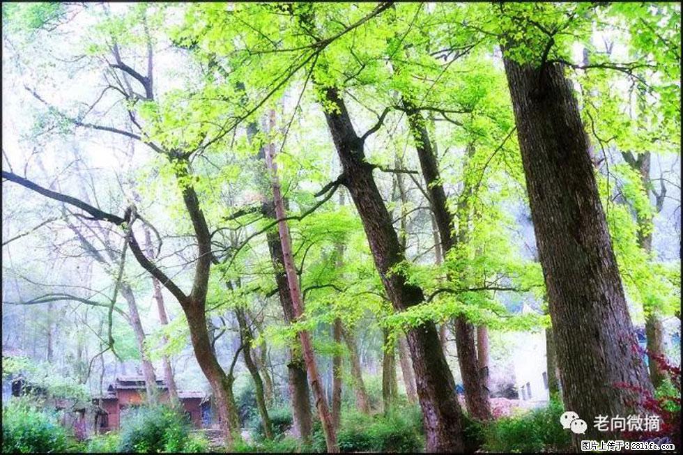 【春天，广西桂林灌阳县向您发出邀请！】在小龙村与春天约会 - 游山玩水 - 遂宁生活社区 - 遂宁28生活网 suining.28life.net