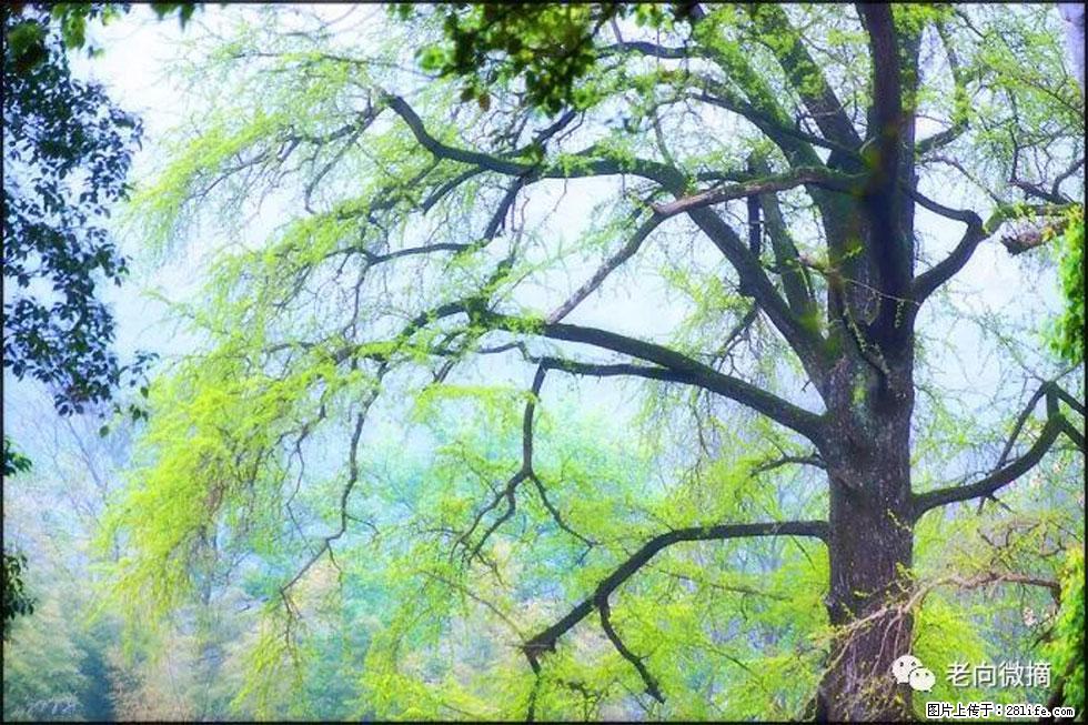【春天，广西桂林灌阳县向您发出邀请！】在小龙村与春天约会 - 游山玩水 - 遂宁生活社区 - 遂宁28生活网 suining.28life.net