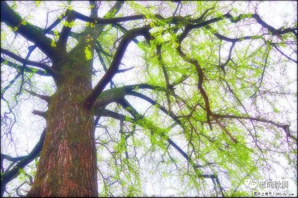 【春天，广西桂林灌阳县向您发出邀请！】在小龙村与春天约会 - 游山玩水 - 遂宁生活社区 - 遂宁28生活网 suining.28life.net