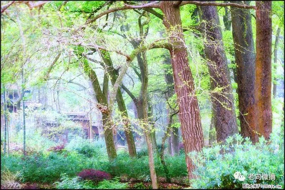 【春天，广西桂林灌阳县向您发出邀请！】在小龙村与春天约会 - 游山玩水 - 遂宁生活社区 - 遂宁28生活网 suining.28life.net