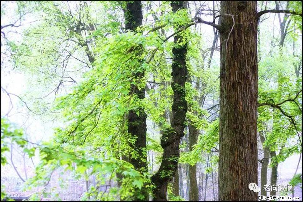 【春天，广西桂林灌阳县向您发出邀请！】在小龙村与春天约会 - 游山玩水 - 遂宁生活社区 - 遂宁28生活网 suining.28life.net