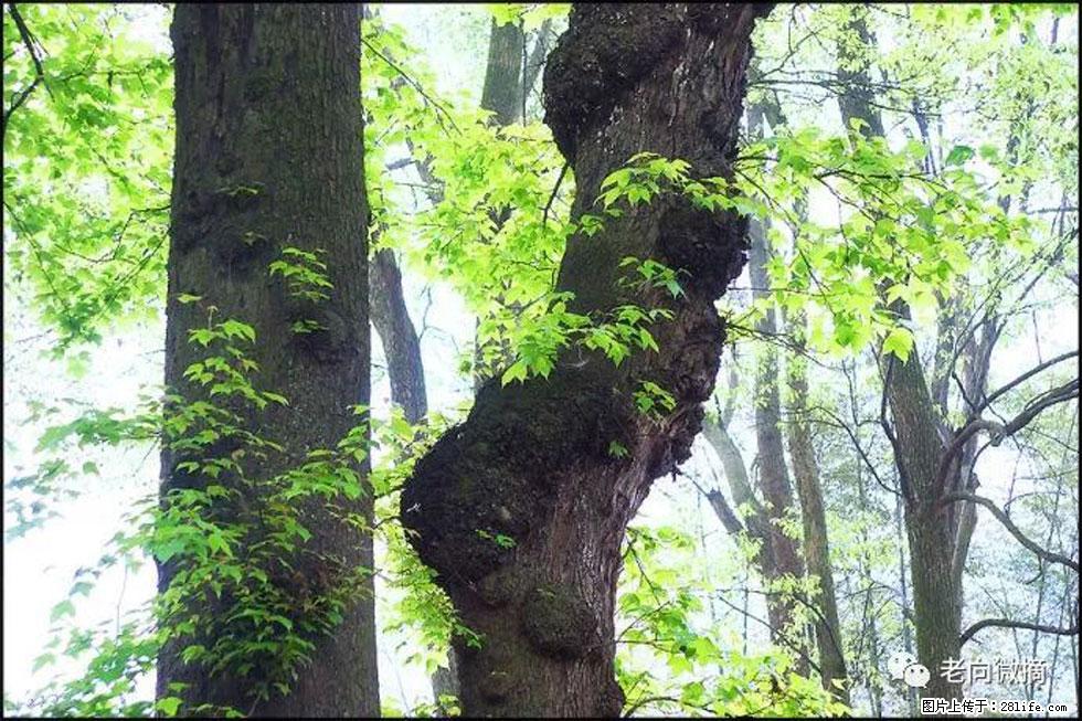 【春天，广西桂林灌阳县向您发出邀请！】在小龙村与春天约会 - 游山玩水 - 遂宁生活社区 - 遂宁28生活网 suining.28life.net