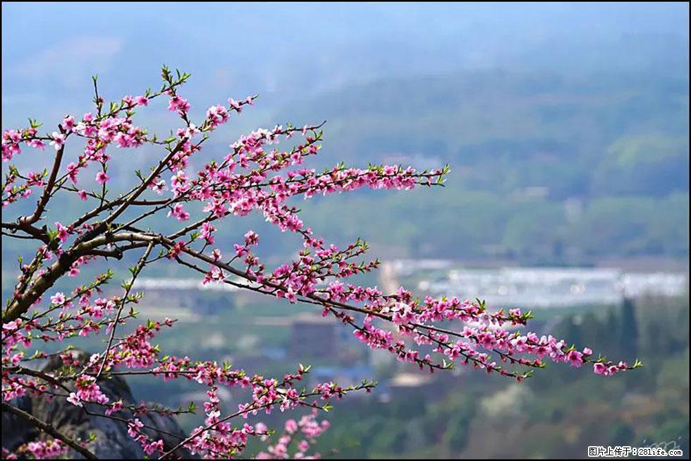 【春天，广西桂林灌阳县向您发出邀请！】望月岭上桃花开 - 游山玩水 - 遂宁生活社区 - 遂宁28生活网 suining.28life.net