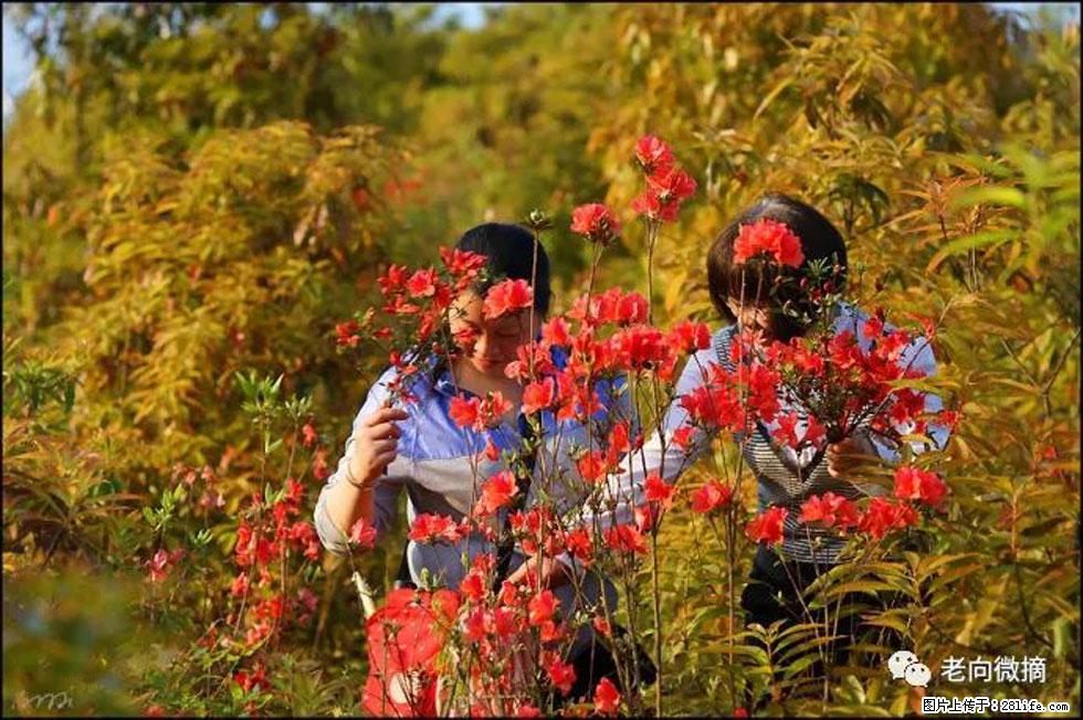 【春天，广西桂林灌阳县向您发出邀请！】登麒麟山，相约映山红 - 游山玩水 - 遂宁生活社区 - 遂宁28生活网 suining.28life.net