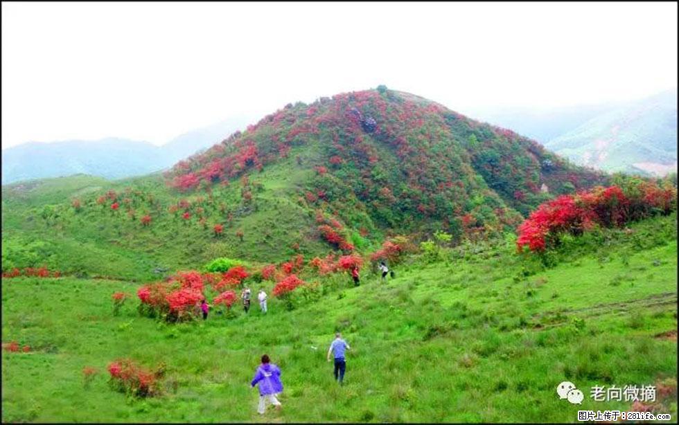 【春天，广西桂林灌阳县向您发出邀请！】宝盖山上映山红 - 游山玩水 - 遂宁生活社区 - 遂宁28生活网 suining.28life.net
