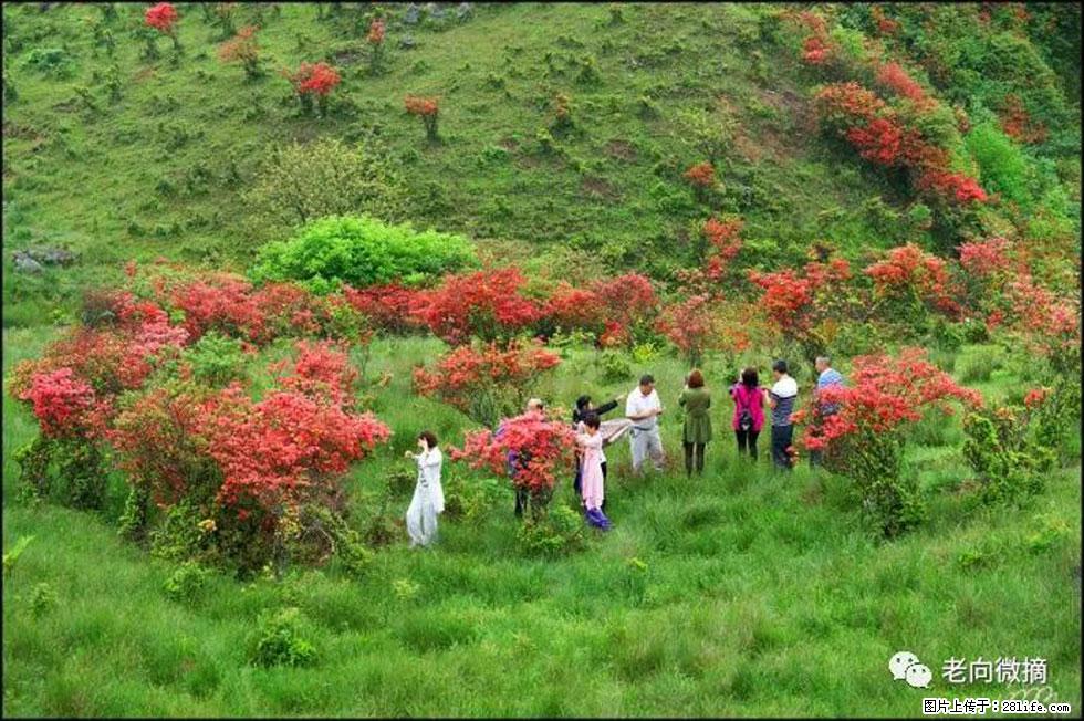 【春天，广西桂林灌阳县向您发出邀请！】宝盖山上映山红 - 游山玩水 - 遂宁生活社区 - 遂宁28生活网 suining.28life.net