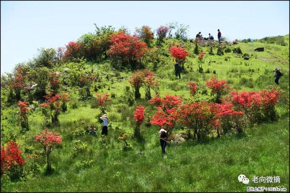 【春天，广西桂林灌阳县向您发出邀请！】宝盖山上映山红 - 游山玩水 - 遂宁生活社区 - 遂宁28生活网 suining.28life.net