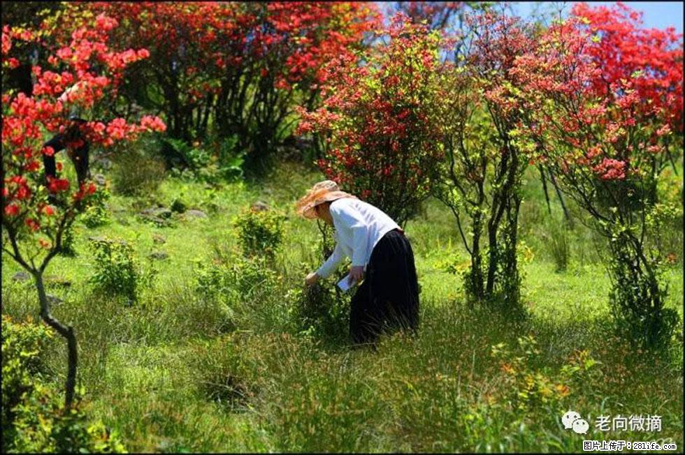 【春天，广西桂林灌阳县向您发出邀请！】宝盖山上映山红 - 游山玩水 - 遂宁生活社区 - 遂宁28生活网 suining.28life.net