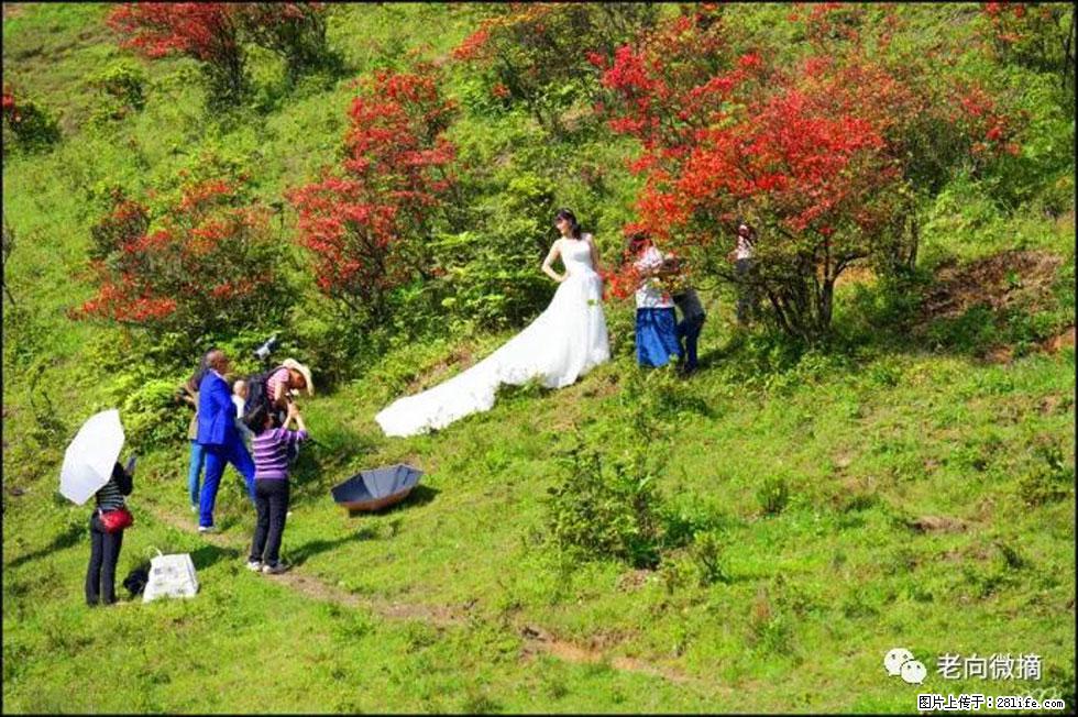 【春天，广西桂林灌阳县向您发出邀请！】宝盖山上映山红 - 游山玩水 - 遂宁生活社区 - 遂宁28生活网 suining.28life.net
