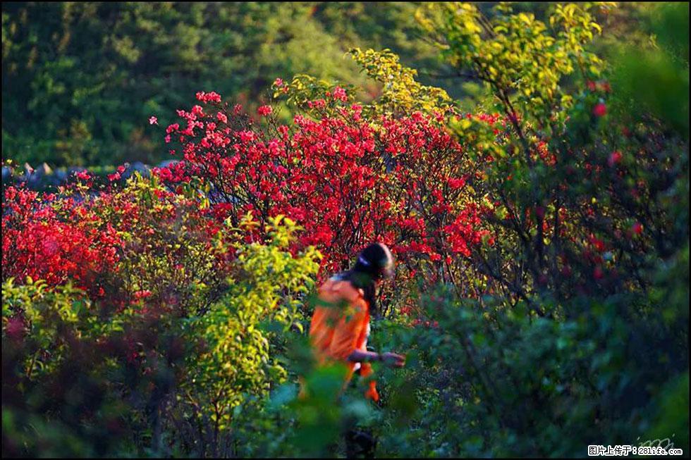 【春天，广西桂林灌阳县向您发出邀请！】春木界上映山红 - 游山玩水 - 遂宁生活社区 - 遂宁28生活网 suining.28life.net