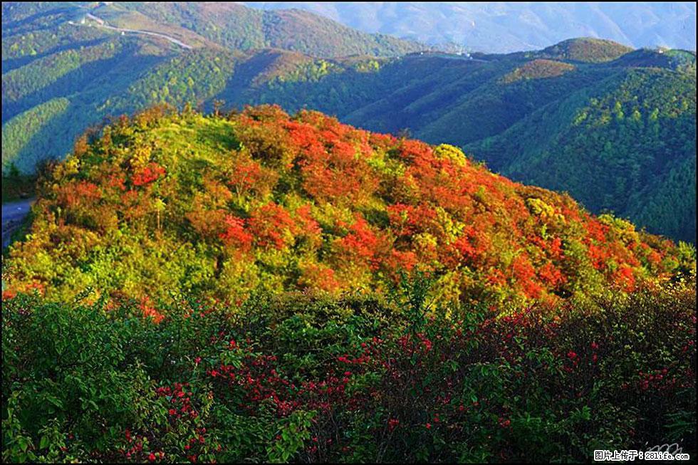 【春天，广西桂林灌阳县向您发出邀请！】春木界上映山红 - 游山玩水 - 遂宁生活社区 - 遂宁28生活网 suining.28life.net