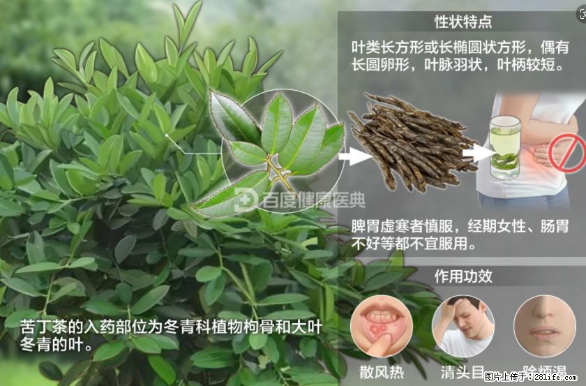 苦丁茶有哪些功效和作用 - 生活百科 - 遂宁生活社区 - 遂宁28生活网 suining.28life.net