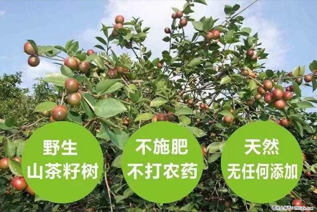 【灌阳县油茶产业示范区】一个有着充实的精神生活的人，对待身外之物自会有一种淡泊的态度 - 美食天地 - 遂宁生活社区 - 遂宁28生活网 suining.28life.net