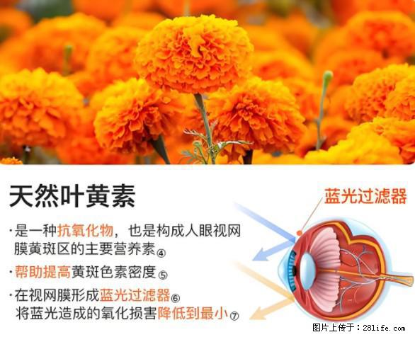叶黄素有什么功效和作用 - 生活百科 - 遂宁生活社区 - 遂宁28生活网 suining.28life.net
