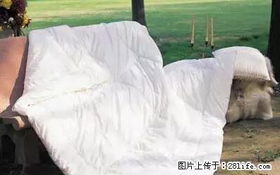 被子有异味？只要这样做，比晒太阳还强100倍！ - 家居生活 - 遂宁生活社区 - 遂宁28生活网 suining.28life.net