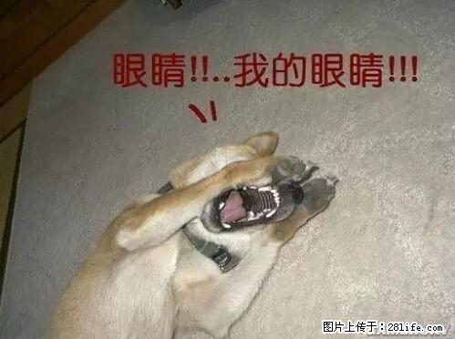 笑癫了!一女的怀孕三年未生,他终于忍不住了... - 娱乐八卦 - 遂宁生活社区 - 遂宁28生活网 suining.28life.net