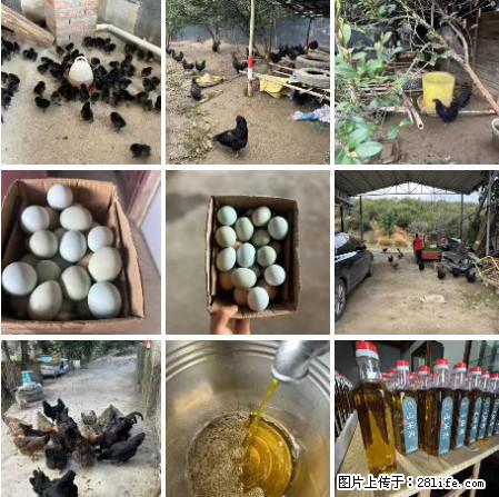 油茶园从小鸡仔开始养起的纯土鸡、土鸡蛋可以预定啦！还有前几天刚榨的纯山茶油哦 - 土特产 - 饮食特产 - 遂宁分类信息 - 遂宁28生活网 suining.28life.net
