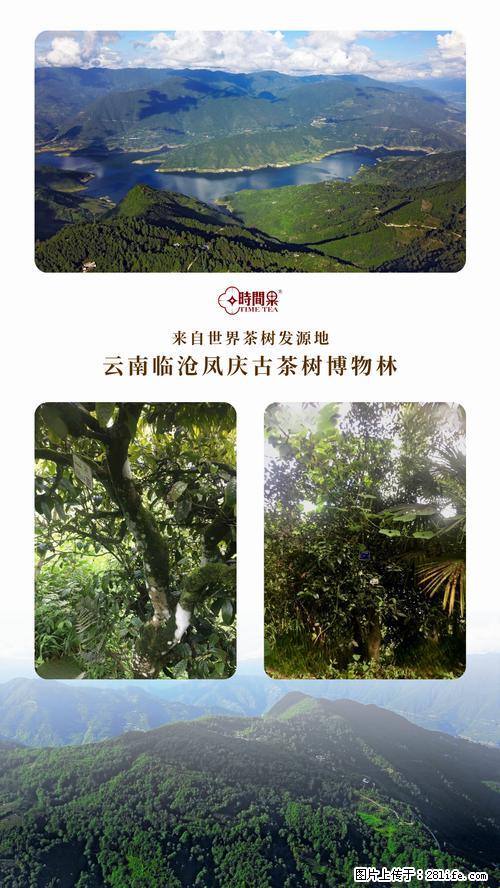 时间果百年古树2025年春红茶 - 购物交流 - 遂宁生活社区 - 遂宁28生活网 suining.28life.net