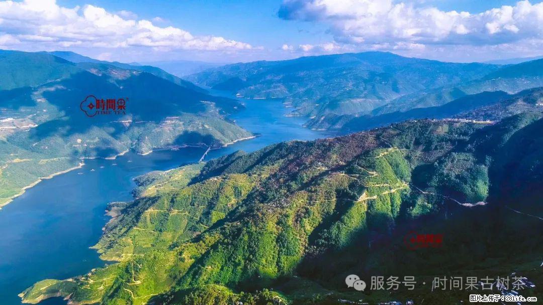 时间果百年古树龙珠普洱生茶 - 购物交流 - 遂宁生活社区 - 遂宁28生活网 suining.28life.net