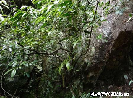 平乐石崖茶，珍贵仅次于金花茶 - 遂宁生活资讯 - 遂宁28生活网 suining.28life.net