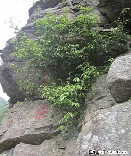 平乐石崖茶，珍贵仅次于金花茶 - 遂宁生活资讯 - 遂宁28生活网 suining.28life.net