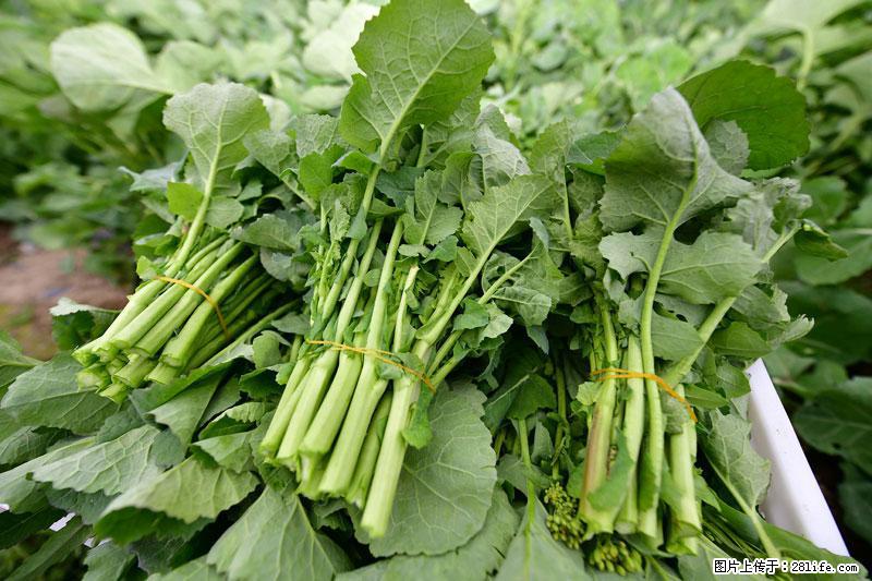 这些蔬菜是“天然钙片”，这6种被医生重点推荐 - 遂宁生活资讯 - 遂宁28生活网 suining.28life.net